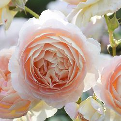 ロサ・オリエンティス：サシェ大苗6号角鉢植え