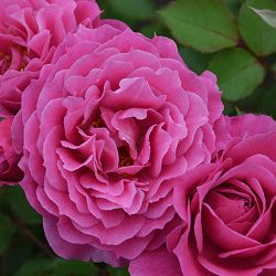 ロサ・オリエンティス：パルミラ大苗6号角鉢植え