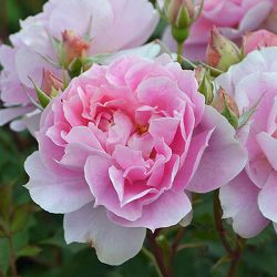 ロサ・オリエンティス：ムーンライトソナタ大苗6号角鉢植え