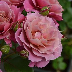 ロサ・オリエンティス：葵の上大苗6号角鉢植え