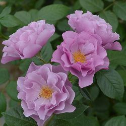 ロサ・オリエンティス：紫の上大苗6号角鉢植え