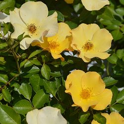 ロサ・オリエンティス：風姿花伝　山吹（ふうしかでん　やまぶき)大苗6号角鉢植え(バラ)