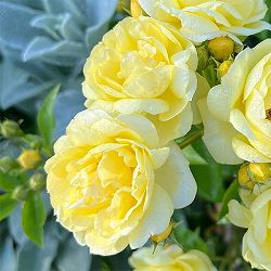 [26年1月中下旬予約]四季咲中輪バラ：プチ・ジョワ大苗6号角鉢植え