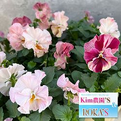 Kim農園さんのパンジービオラ：キャンティ小春3.5号ポット
