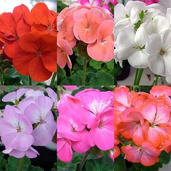 [25年11月中下旬予約]ゼラニウム：ナノ 花色おまかせ3号ポット