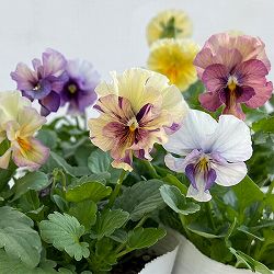 ビオラ：コルティルーチェ3.5号ポット