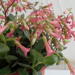 カランコエ：ハッピーベルピンク4号鉢植え