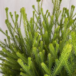 バーゼリア：ラヌギノーサ3号ポット