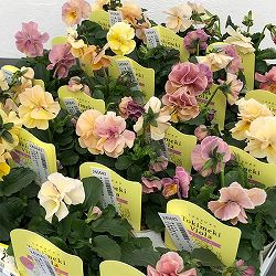 【お1人様1ポット】ビオラ：ときめきビオラ　シフォンドレス3.5号ポット