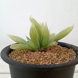 ブルビネ：メセンブリアントイデス　3号鉢植え*