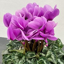 シクラメン：アンティラオ　シィーモン5号鉢植え