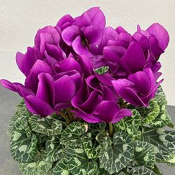 シクラメン：アンティラオ　シィファー5号鉢植え