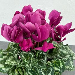 シクラメン：アンティラオ　シーデンモーン5号鉢植え