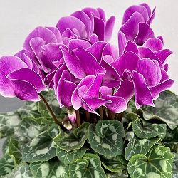 シクラメン：アンティラオ　フォンシィー（シャワー系）5号鉢植え