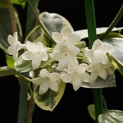 マダガスカル ジャスミン斑入り3号ポット[珍しい斑入り葉種　7～9月頃開花　つる性熱帯植物]