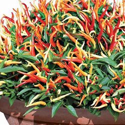 [26年4月下旬予約]とうがらし：旨甘すずなりとうがらしF1・3号ポット 12株セット