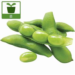 [26年4月下旬予約]枝豆：極旨枝豆（ごくうまえだまめ）3号ポット苗 12株セット