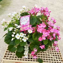 [25年9月中下旬予約]ベゴニア：ラブミー　ミックス寄せ5号鉢植え