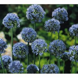 アリウム：カエルレウム3～4球植え4.5号ポット