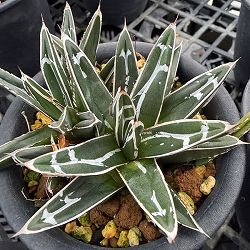 アガベ：笹の雪　3号鉢植え