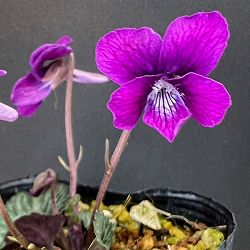 [26年1月中下旬予約]スミレ：フイリフクザワスミレ2.5号ポット