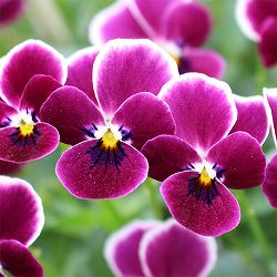 見元園芸さんのビオラ：食いしん坊のもぐもぐモモンガ3-3.5号ポット 6株セット