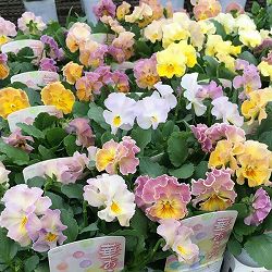 ビオラ(フリル咲き):華あられ(ミックスアソート)3-3.5号ポット 3株セット