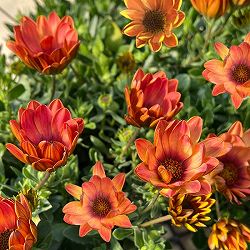 オステオスペルマム：トワイライトムーン6号鉢植え