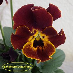 ビオラ：ミスターダンディ3号ポット 3株セット