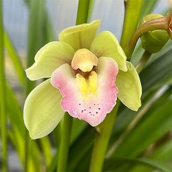 テーブルシンビジウム：ほろ酔い2本立ち　5号鉢植え（皿付き）