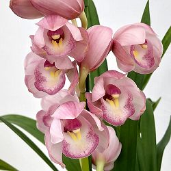 テーブルシンビジウム：森の精 ふっこ2本立ち　5号鉢植え（皿付き）