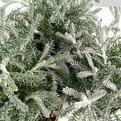 サントリナ：シルバーミラー2.5号ポット