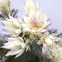 園芸ネット本店｜プロテア：オーストラリスルビー 8号鉢24-02 の通販