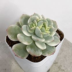 エケベリア：バニラビーンズ錦　2.5号ポット