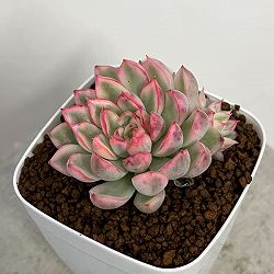 エケベリア：ミニマ錦　2.5号ポット