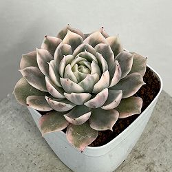 エケベリア：オンスロー錦　2.5号ポット