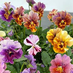 ビオラ：エボルべ　ストライプ3.5号ポット 6株セット