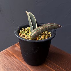 サンセベリア：ハリー（ピンク）斑入り　3号鉢植え25-01