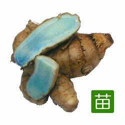 [26年5月中下旬予約]ウコン：紫ウコン3号ポット*（ガジュツ） 12株セット