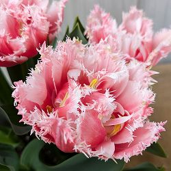 [26年2月中下旬予約]チューリップ：クイーンズランド（桃八重）5号鉢植え