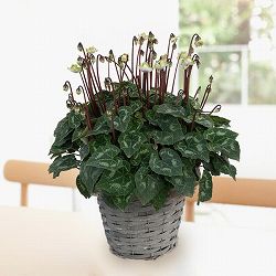 [ギフトに]シクラメン：抹茶ラテ5号鉢植えカゴ入り／グレー