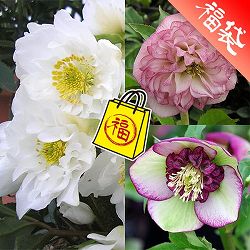 クリスマスローズ：ミヨシの3種セット／原種系ダブルファンタジー・チェリーシフォン・オーロラ プリマドレス