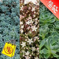 セダム2.5-3号ポット 3種セットE