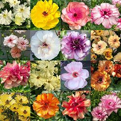 ラナンキュラス：ラックス　品種おまかせ3.5-4号ポット 3株セット