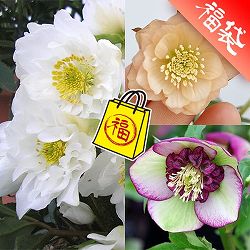 クリスマスローズ：ミヨシの3種セット／原種系ダブルファンタジー・チェリーシフォン・あんず小鞠