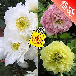 クリスマスローズ：ミヨシの3種セット／原種系ダブルファンタジー・エレガンスフレアピンク・ムーン プリマドレス