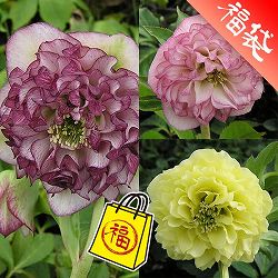 クリスマスローズ：ミヨシの3種セット／グレイス プリマドレス・ムーン プリマドレス・オーロラ プリマドレス