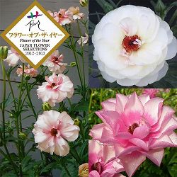 ラナンキュラス：ラックス3種セット／アリアドネ・アフロディーテ・ヘラ