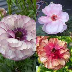 ラナンキュラス：ラックス3種セット／ アイオリア・ヘレン・ムーサ