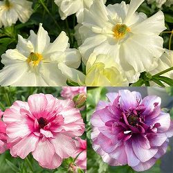 ラナンキュラス：ラックス3種セット／グレーシス・ジュピター・ティーバ